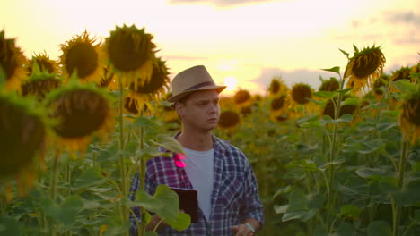 A-farmer-in-plaid-shirt-and-straw-hat-walks-across-the-field-with-big-yellow-sunflowers-and-examines-them.-He-writes-their-characteristics-to-ipad-at-sunset.